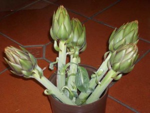 Carciofi dell'orto